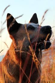 To advance this breed to a state of similarity throughout the world; Australian Cattle Dog Rasseportrait Markt De