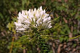 Image result for Cleome stricta