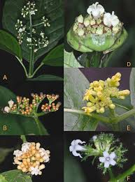 Image result for Psychotria eminiana