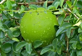 Image result for Strychnos innocua