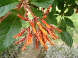 Image result for Hamelia patens