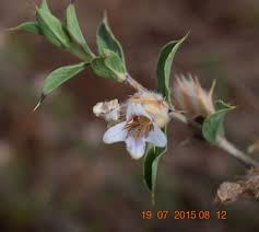 Image result for Lepidagathis randii