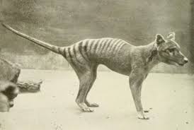 A group dedicated to thylacines. After Sightings The Search Is On For Extinct Thylacine