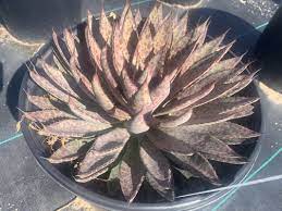 Seeds, vegetable plants, trees, shrubs, flowers, hanging baskets, house plants, herbs, ground covers, mulch and compost, organic fertilizer, pottery. West Covina Wholesale Nursery 5297 Shoreline Dr Santa Barbara Ca Nurseries Mapquest