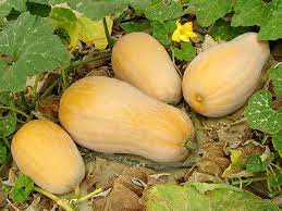 Individual squash vines can grow 10 to 12 feet long and a squash plant may have several branches on it, spreading and sprawling over whatever space they of course, you don't have to prune squash vines. Pin On Gardening