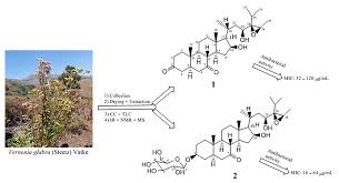 Image result for Vernonia glabra