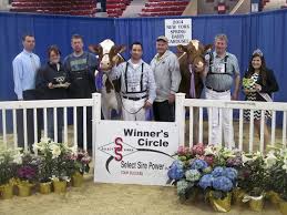 New York Spring Red & White Holstein Show 2014