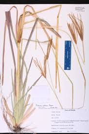 Image result for Eustachys