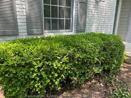 Image result for Buxus