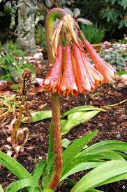 Image result for Cyrtanthus galpinii