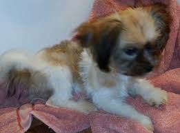 Puppies for sale from dallas / fort worth, texas breeders. Shih Tzu Papillon Designer Puppy For Sale In Converse Texas Classified Americanlisted Com