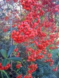 Image result for Streptocarpus buchananii