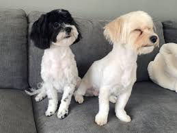 We are pleased to provide a wide variety of veterinary services for companion animals in nolensville and the surrounding areas. Petcare Hospital And Wellness Center 25 Photos 53 Reviews Veterinarians 4210 148th St Se Mill Creek Wa Phone Number