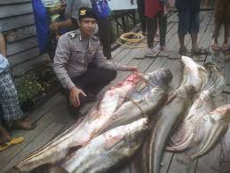 Karyawan Sawit Di Puring Kencana Ditemukan Tewas Di Tepi Sungai Berita Uncak