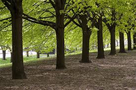 They provide habitats (homes) for all sorts of insects, birds and other animals. Tree Life Stages Arborday Org