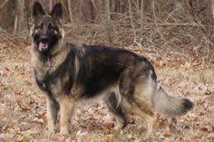 90%lab /german shepherd please contact. 67 Shiloh Shepherd Ideas Shiloh Shepherd Shiloh Shepherd