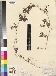 Image result for Momordica cardiospermoides