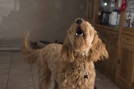 Hund Bellen Abgewohnen In 5 Einfachen Schritten Hund Bellt Hund Bellen Abgewohnen Hunde Gerausche