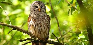 Most owls seek hollow cavities in trees to nest, but some, like the screech owl, are attracted to manufactured boxes. 7 Proven Ways To Attract Owls 2021 Bird Watching Hq