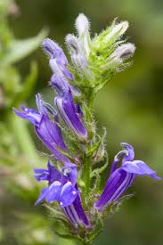 Image result for Lobelia pteropoda