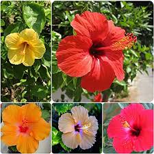 Check spelling or type a new query. Shop 360 Pack Of 5 Different Colors Hibiscus Outdoor Multicolor Live Flowering Plant Amazon In Garden Outdoors