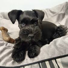Black And White Schnauzer Pictures 4 075 Likes 46 Comments Schnauzer World Schnauzerworld On Instagram Best Schnauzer Hoodie Schnauzer Puppy Schnauzer Grooming Mini Schnauzer Puppies