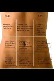 Organ Location Chart Health Tips Health Info Health