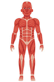 全身の筋肉のイラスト | かわいいフリー素材集 いらすとや