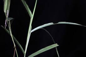 Image result for Centemopsis filiformis