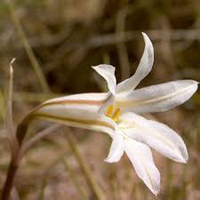 Image result for Cyrtanthus rhodesianus