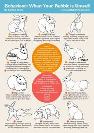 That's why you'll see a rabbits nose start to wiggle faster and faster as they get curious about. Rabbits Hide Signs Of Illness These Subtle Behaviour Changes May Signal Your Rabbit Is Unwell Pet Bunny Rabbits Pet Rabbit Care Bunny Care