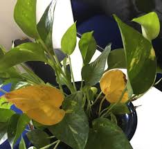 Why Are My Pothos Leaves Turning Yellow And How To Fix It Smart Garden Guide In 2020 Plant Leaves Turning Yellow Yellow Plants Plant Leaves Turning