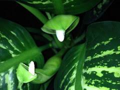 Image result for dieffenbachia flower