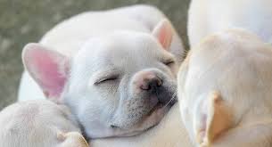 There are numerous dog breeds in this world but some breeds highlighted to the top more than others. Fat Puppies How Chubby Is Too Chubby Check Out Our Guide