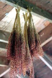 Bundles Of Broom Corn Hung To Dry Dried Flowers Drying Herbs Dried Flowers Herbs