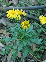 Image result for Euryops chrysanthemoides