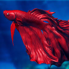 Jbl betta fish food bit staple diet for siamese fighter fish food aquarium small fish 1 piece particles fish food feed peacock feed guppy fish small tropical fish food granules slowly sinking fish. 3ds Siamese Fighting Fish