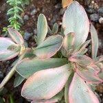 Image result for Crassula globularioides