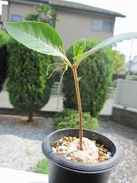 Image result for Dorstenia cuspidata