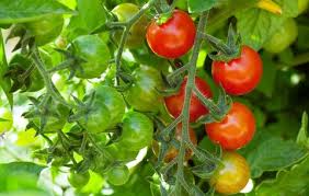 Do tomatoes grow from flowers. How To Grow Cherry Tomatoes Planting And Harvesting Cherry Tomato Plants