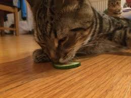 Cat owners have been terrifying their pets in a new online craze by placing a cucumber behind them while they're eating, only for the animals to freak out after. My Cat Hobbes Likes To Eat Cucumber Http Ift Tt 2mfkvvg Cats Dancing Cat Cats And Cucumbers