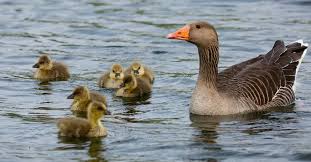 They produce delicious eggs and premium meat, make excellent guard birds, and are great at controlling geese can behave aggressively, so supervise young children around the flock. How To Get Rid Of Geese Control Prevention Guide