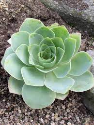 Rose cactus has shallow root systems to allow quick water uptake, they slow water loss by closing their breathing holes called stomata and are capable of using. Aeonium Aureum Green Rose Buds World Of Succulents Succulents Scent Garden Plant Bud