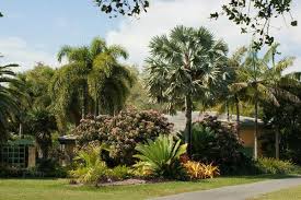 Fairchild Garden Most Beautiful Gardens Beautiful Gardens Palm Trees Landscaping