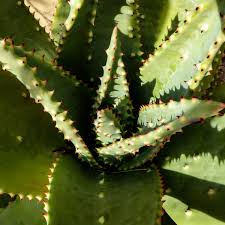 Image result for Aloe aculeata × ortholopha