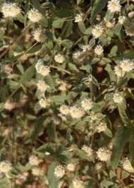 Image result for Gonatopus