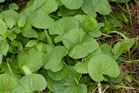 Image result for Centella virgata
