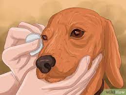 Help your pet the natural way. How To Treat Dog Eye Infection 8 Steps With Pictures Wikihow Pet