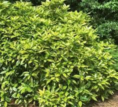 Image result for Aucuba