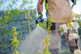 The Best Time To Apply Weed Killer